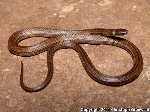 Deppe's Centipede Snake (Tantilla deppei)