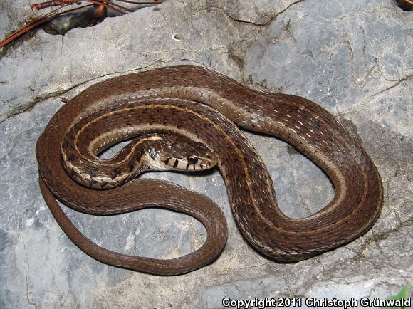 Godman's Gartersnake (Thamnophis godmani)