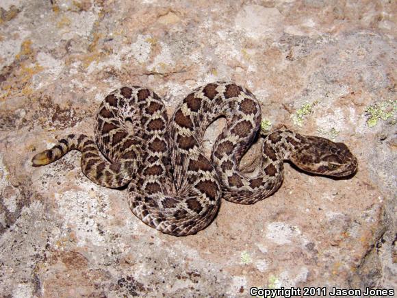 Salvin's Rattlesnake (Crotalus scutulatus salvini)