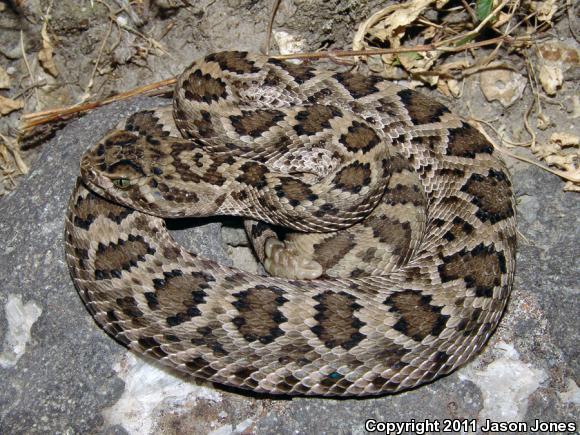 Salvin's Rattlesnake (Crotalus scutulatus salvini)