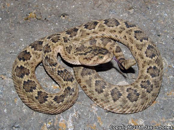 Salvin's Rattlesnake (Crotalus scutulatus salvini)