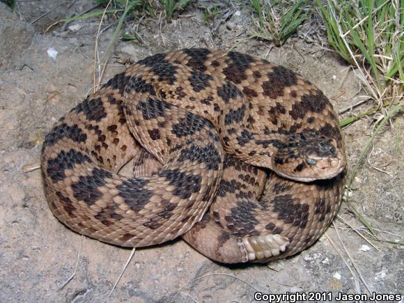 Salvin's Rattlesnake (Crotalus scutulatus salvini)