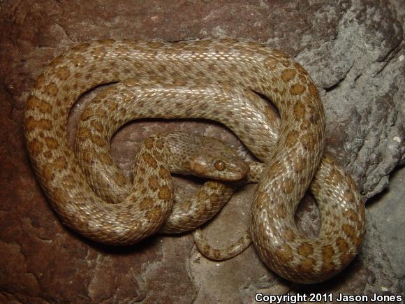 Baja California Night Snake (Eridiphas slevini)