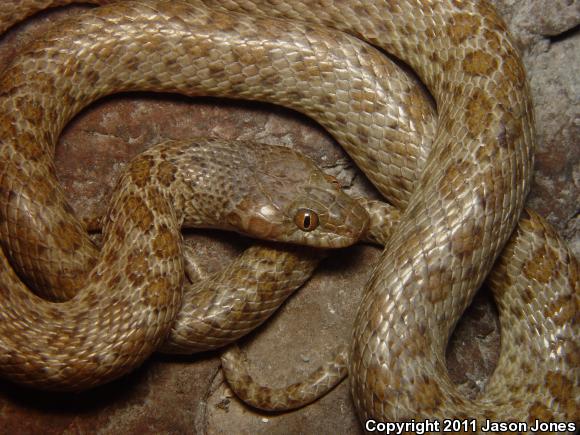 Baja California Night Snake (Eridiphas slevini)