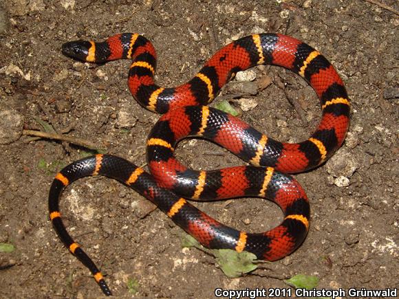 Dixon's Milksnake (Lampropeltis triangulum dixoni)