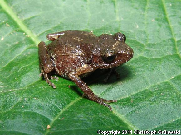 Guerreran Peeping Frog (Eleutherodactylus dilatus)