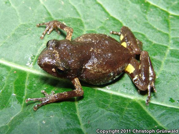 Guerreran Peeping Frog (Eleutherodactylus dilatus)