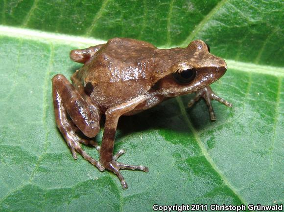 White-lipped Chirping Frog (Eleutherodactylus albolabris)