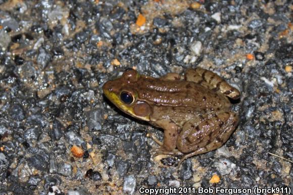 Northern Green Frog (Lithobates clamitans melanota)