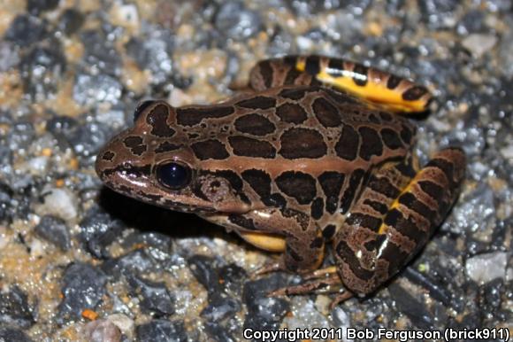 Pickerel Frog (Lithobates palustris)