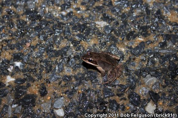 Wood Frog (Lithobates sylvaticus)