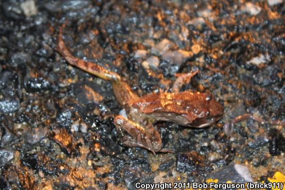 Wood Frog (Lithobates sylvaticus)