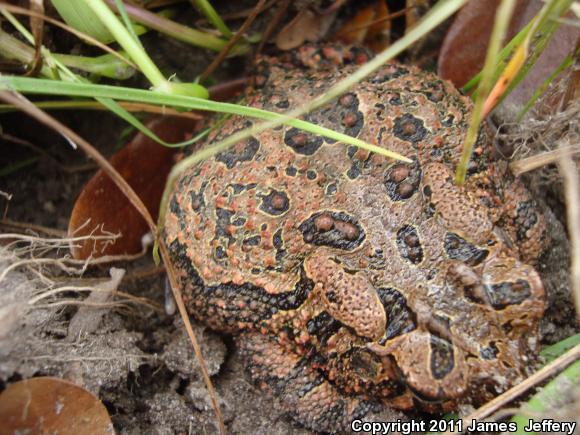 Southern Toad (Anaxyrus terrestris)