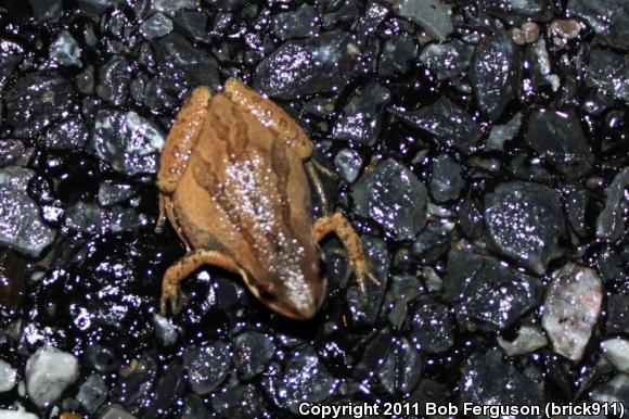 New Jersey Chorus Frog (Pseudacris kalmi)