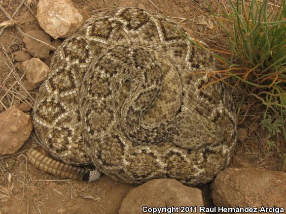 Western Diamond-backed Rattlesnake (Crotalus atrox)