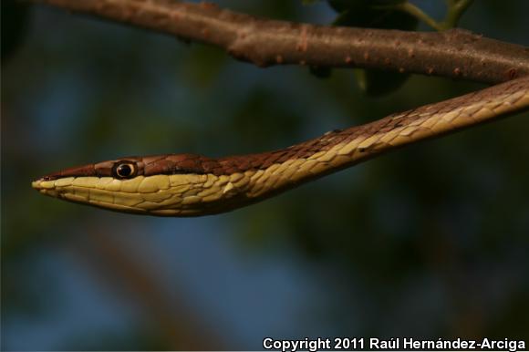 Brown Vinesnake (Oxybelis aeneus)