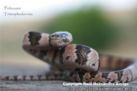 Mexican Lyresnake (Trimorphodon tau tau)