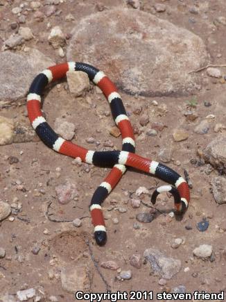 Arizona Coralsnake (Micruroides euryxanthus euryxanthus)