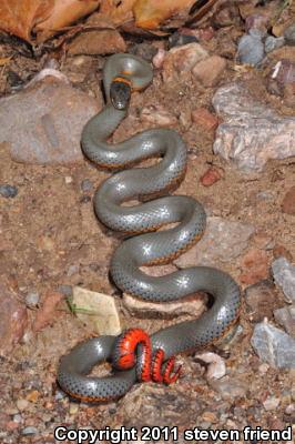 Regal Ring-necked Snake (Diadophis punctatus regalis)