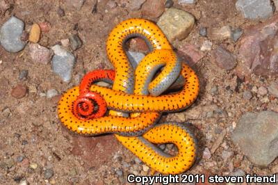 Regal Ring-necked Snake (Diadophis punctatus regalis)