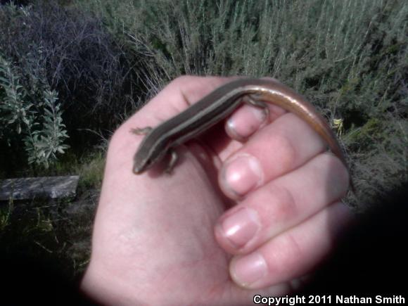 Coronado Island Skink (Plestiodon skiltonianus interparietalis)