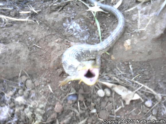 San Diego Alligator Lizard (Elgaria multicarinata webbii)