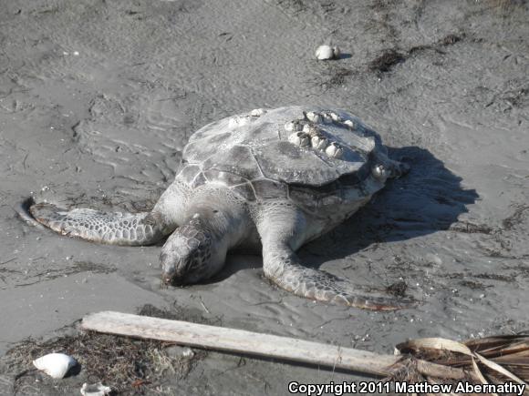 Green Sea Turtle (Chelonia mydas)