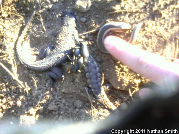 Great Basin Fence Lizard (Sceloporus occidentalis longipes)