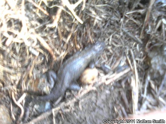 Great Basin Fence Lizard (Sceloporus occidentalis longipes)