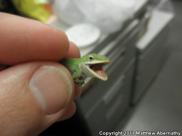 Northern Green Anole (Anolis carolinensis carolinensis)