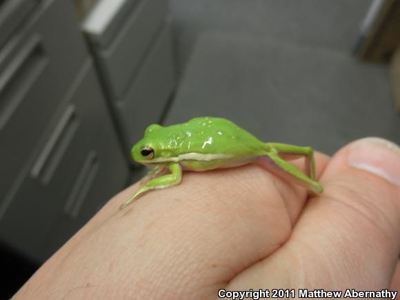 Green Treefrog (Hyla cinerea)