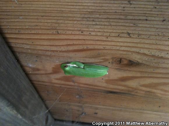 Green Treefrog (Hyla cinerea)