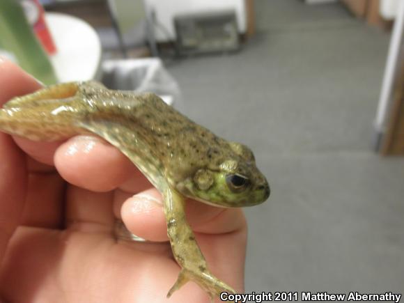 American Bullfrog (Lithobates catesbeianus)