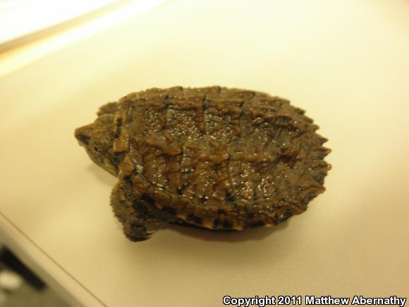 Eastern Snapping Turtle (Chelydra serpentina serpentina)