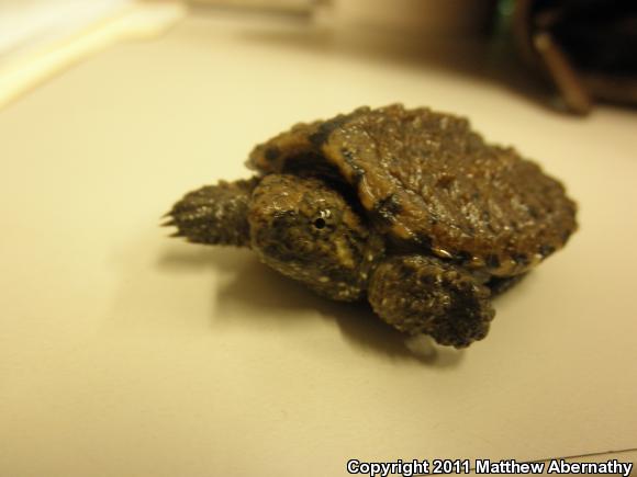 Eastern Snapping Turtle (Chelydra serpentina serpentina)