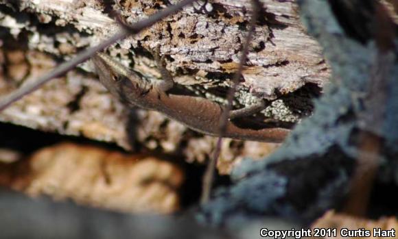 Northern Green Anole (Anolis carolinensis carolinensis)