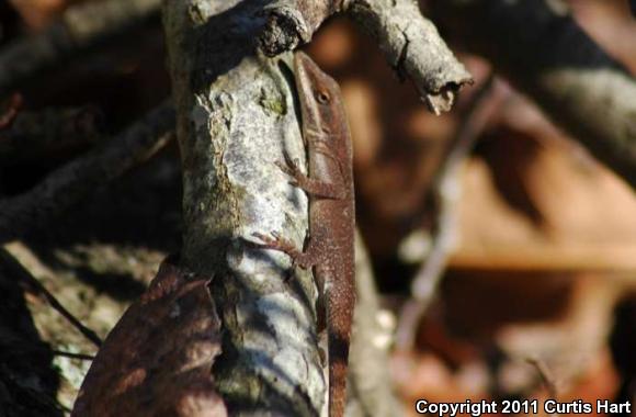 Northern Green Anole (Anolis carolinensis carolinensis)