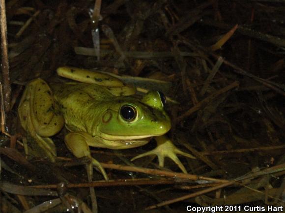 Pig Frog (Lithobates grylio)