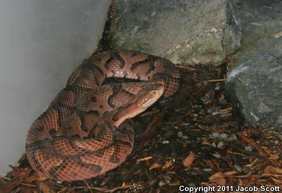 Northern  Copperhead (Agkistrodon contortrix mokasen)