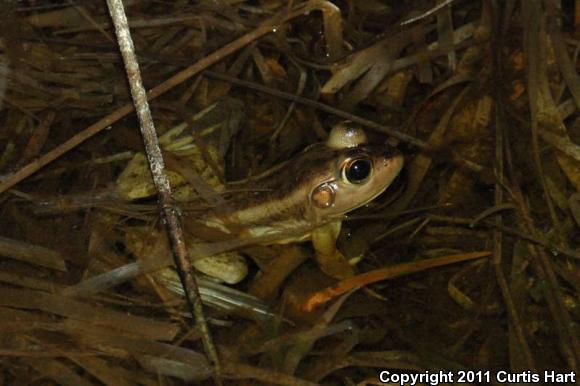 Pig Frog (Lithobates grylio)