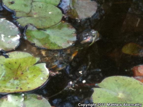 Red-eared Slider (Trachemys scripta elegans)