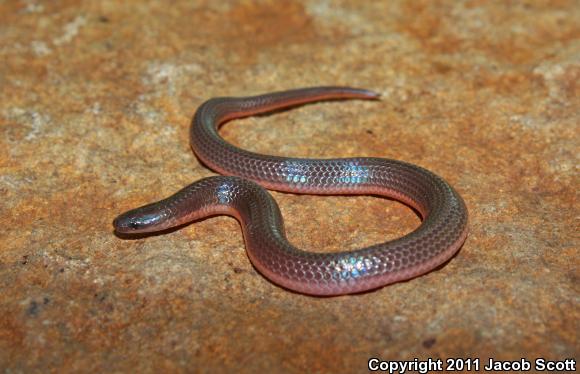 Eastern Wormsnake (Carphophis amoenus amoenus)