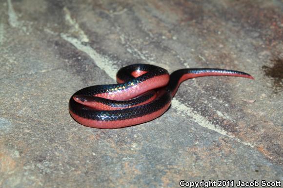 Western Wormsnake (Carphophis vermis)