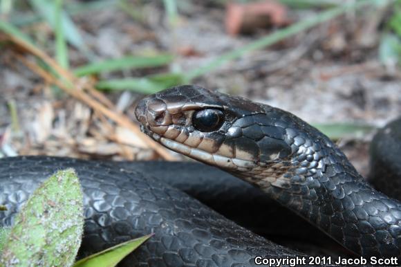 Brown-chinned Racer (Coluber constrictor helvigularis)