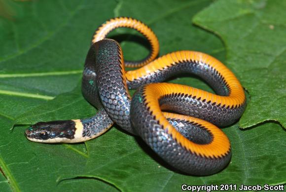 Northern Ring-necked Snake (Diadophis punctatus edwardsii)