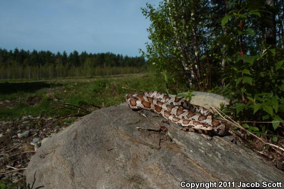 Eastern Milksnake (Lampropeltis triangulum triangulum)