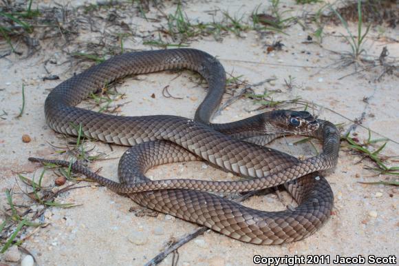 Eastern Coachwhip (Coluber flagellum flagellum)