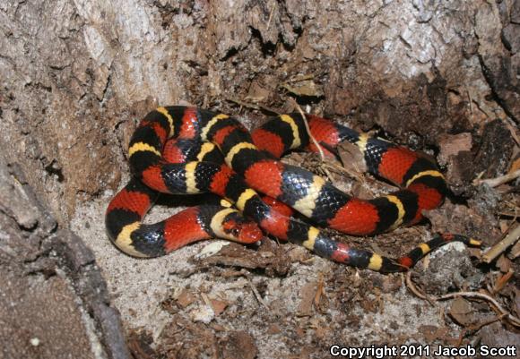 Scarlet Kingsnake (Lampropeltis triangulum elapsoides)