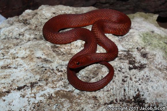 Mangrove Saltmarsh Snake (Nerodia clarkii compressicauda)