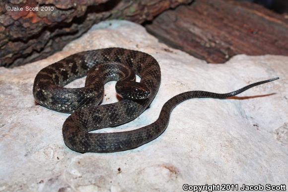 Mangrove Saltmarsh Snake (Nerodia clarkii compressicauda)